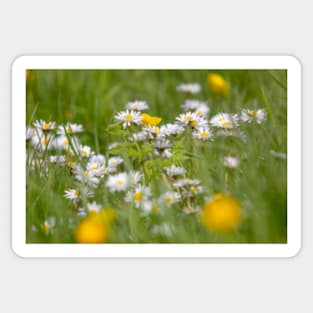 Meadow Flowers Sticker